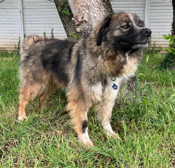 PRUGNA BELLISSIMA CAGNOLONA Foto 6